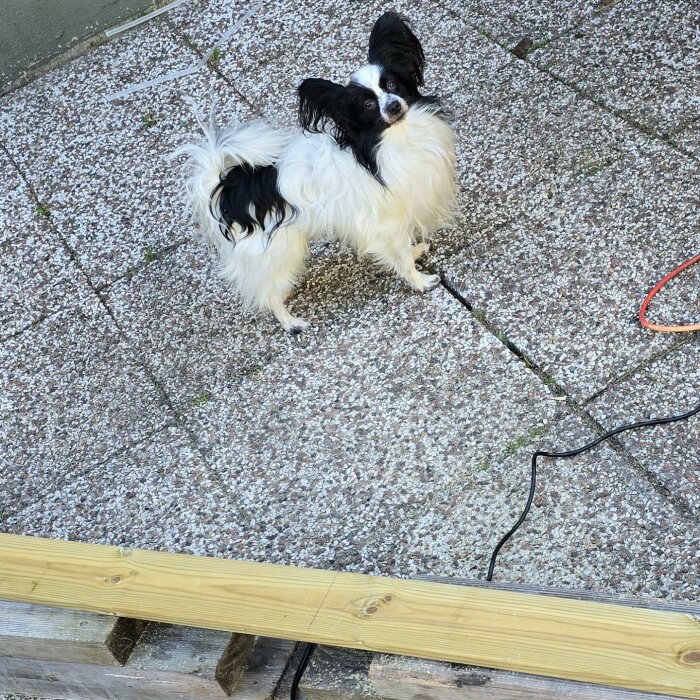 En liten, långhårig hund står på stenplattor bredvid träplankor och en strömkabel utomhus.