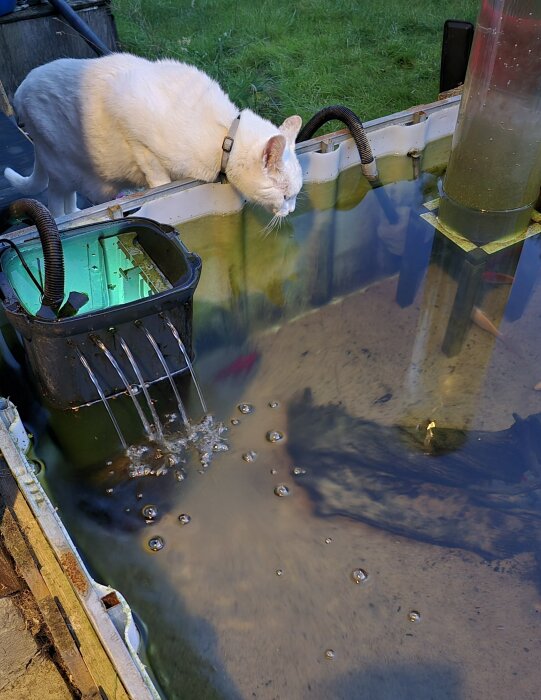 Vit katt med halsband lutar sig över kanten på en damm och tittar på vattnet, omgiven av grönska. Bredvid katten rinner vatten in i dammen.