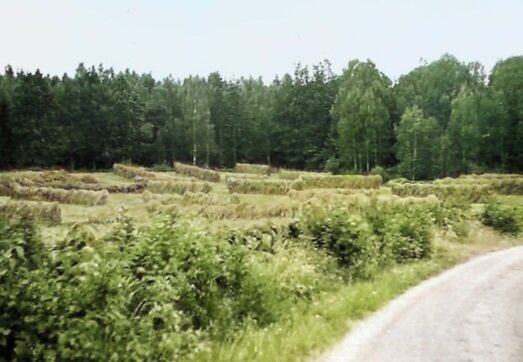 Åkerlandskap med höstackar omgiven av tät skog, en grusväg till höger kant.