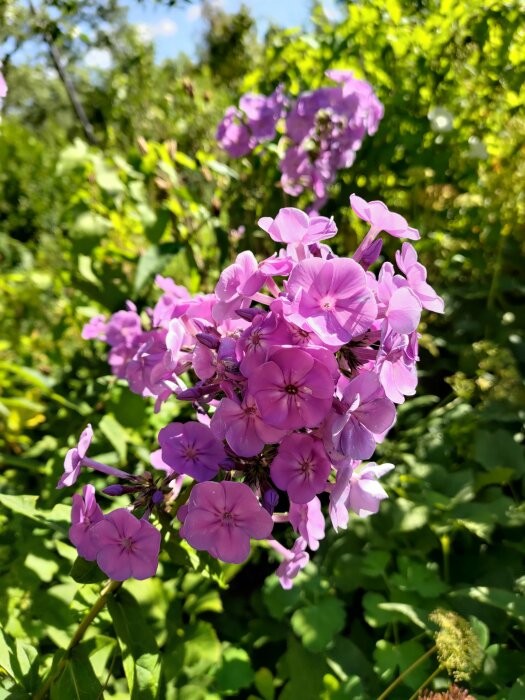 Lila floxblommor i solsken, vackra och ljusa omgivna av grönska.