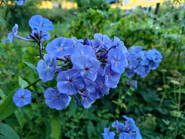 Lila floxblommor i trädgården, fotograferade i skugga, vilket gör att de ser mer blå ut.