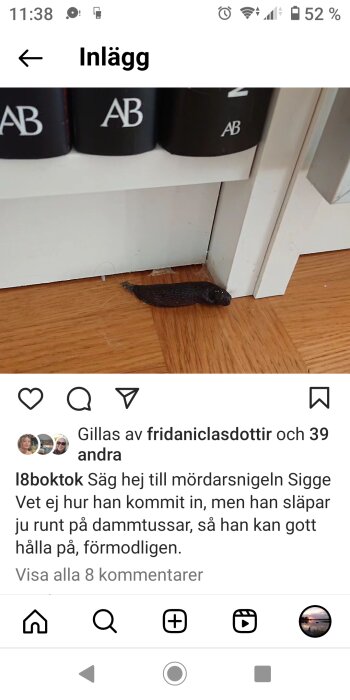 Svart mördarsnigel på trägolv bredvid en vit vägg och svarta böcker på en hylla.