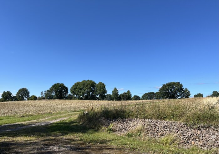 Utsikt över ett fält med gröna träd och klarblå himmel, fotad från en ny plats vid huset under en paus i garagestädandet.