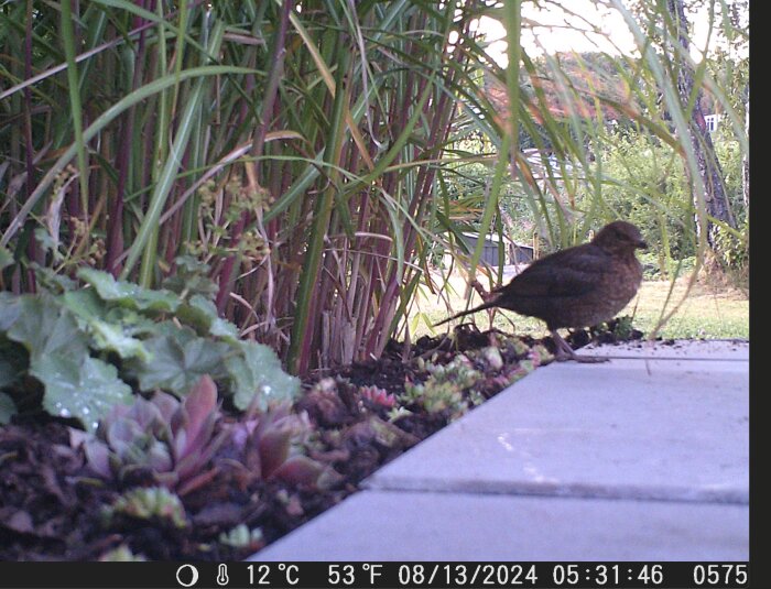 En brun fågel står på en kantsten bredvid en rabatt med olika växter och dekorativa gräs, fotograferad tidigt på morgonen.