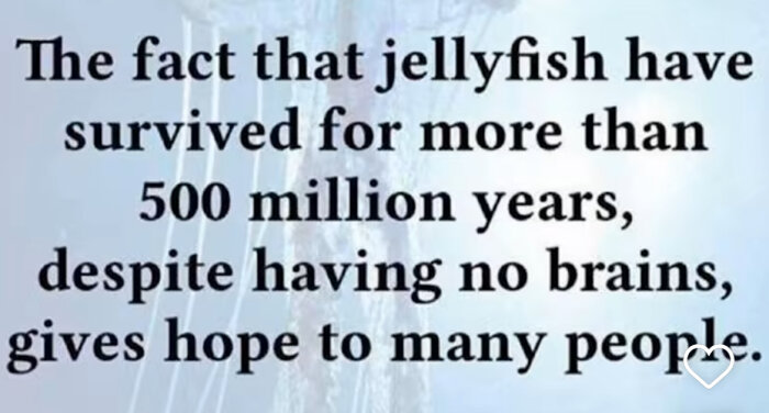 Text på bild: "The fact that jellyfish have survived for more than 500 million years, despite having no brains, gives hope to many people.