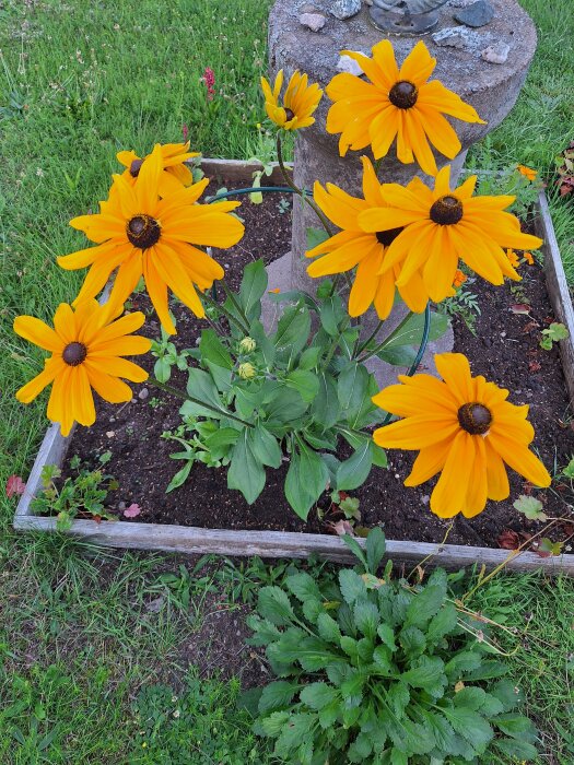 En rudbeckia med stora, gula blommor, planterad i en fyrkantig trälåda fylld med jord, placerad på en gräsmatta med en stenpelare i bakgrunden.