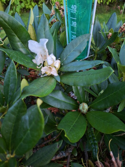 En blommande rhododendronplanta med ett grönt mätglas bakom bladen, omgivet av utomhusväxter.