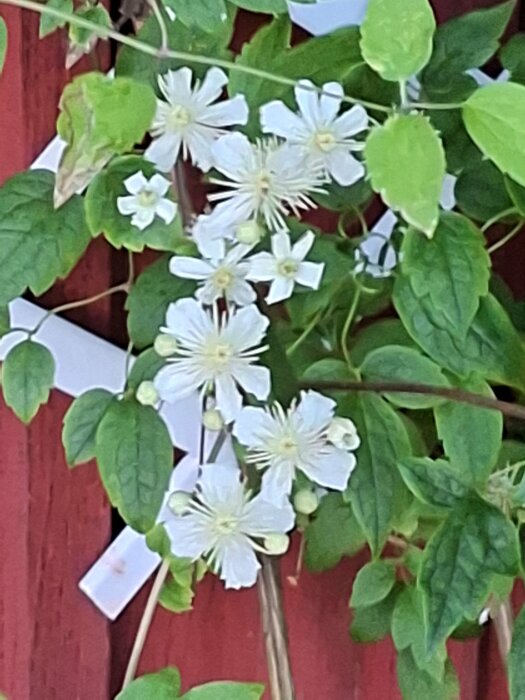 Skogsklematis med vita blommor och gröna blad mot en röd bakgrund.