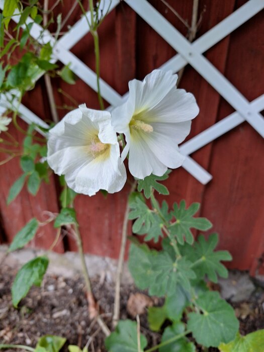 Två vita hibiskusblommor framför en röd vägg med vit spaljé.