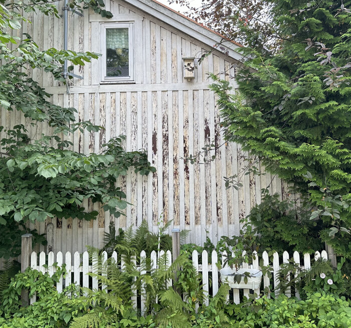 Sliten vit träfasad med en fönster, omgiven av frodig grönska och ett vitt staket i förgrunden.