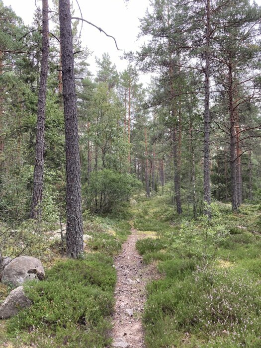 En stig som leder genom en tät barrskog med höga tallar och grön undervegetation.