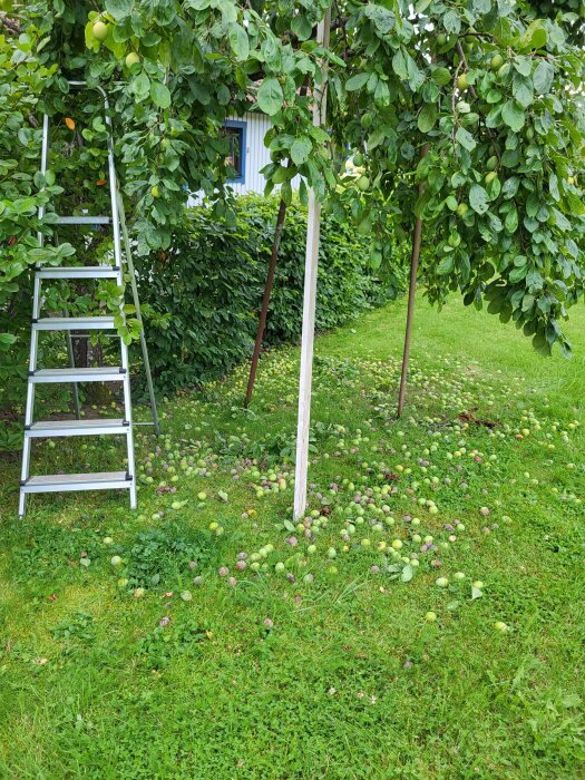 Plommonträd med steg bredvid, nedfallna plommon på marken efter gallring.