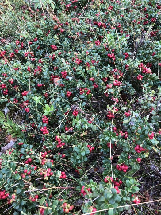 Röda lingon växer bland gröna blad i en skogsmiljö, med torra grässtrån omkring dem.