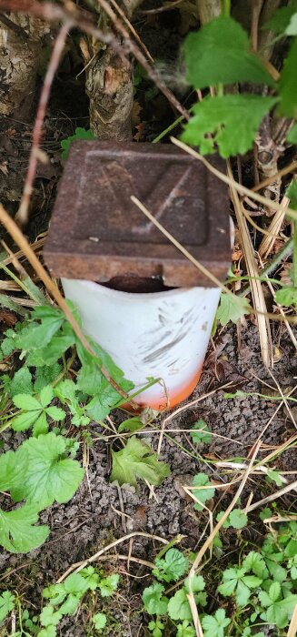 Rostig metallhatt ovanpå ett vitt rör med orange botten, omgiven av buskar och gröna blad, som sticker upp ur marken nära en tomtgräns.