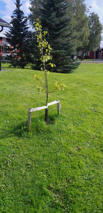 Ett ungt päronträd med skyddsnät runt stammen och stöd mot marken, placerat på en grön gräsmatta omgiven av stora barrträd.