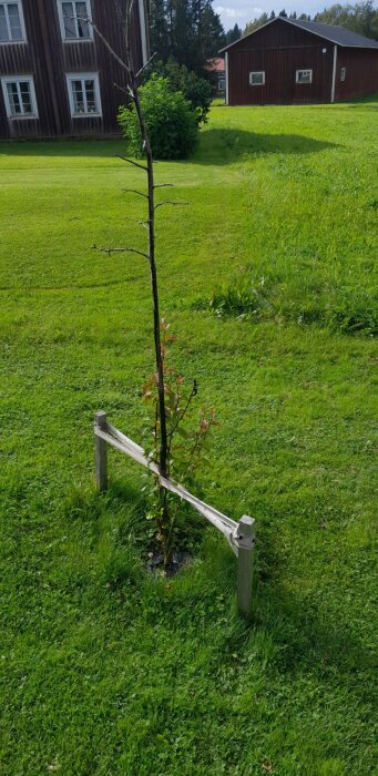 Päronträd med skadat bark och kvistar, insvept i ett stamskydd på en grön gräsmatta, med röda träbyggnader i bakgrunden.