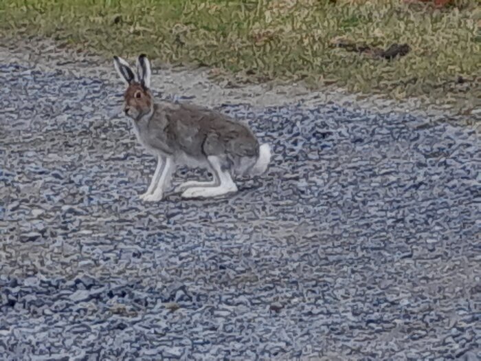 En hare sitter på en grusväg omgiven av gräs.