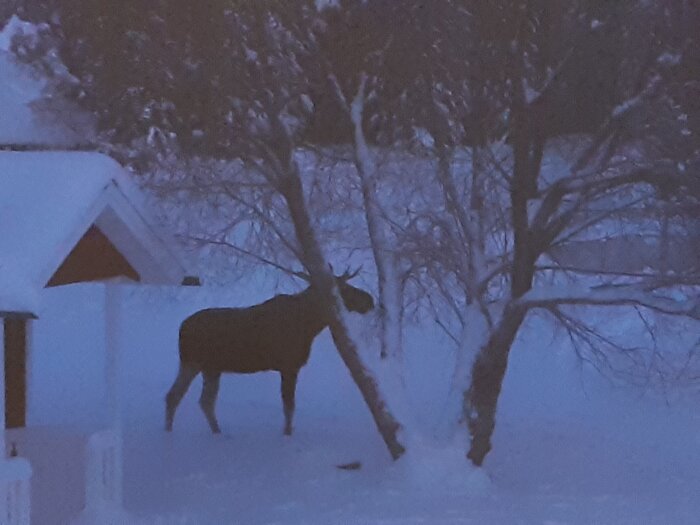 Älg vid ett träd på vintern, snötäckt mark och omgivning.