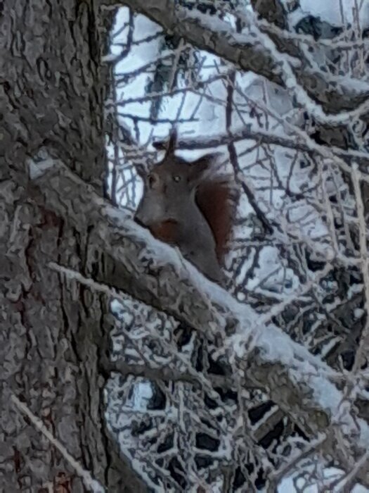 En ekorre klättrar på en snötäckt trädstam bland grenar på vintern.