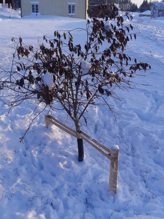 Päronträd med skadad stam stabiliserat med en träställning och skyddat av ett plastskydd i snötäckt vinterlandskap.