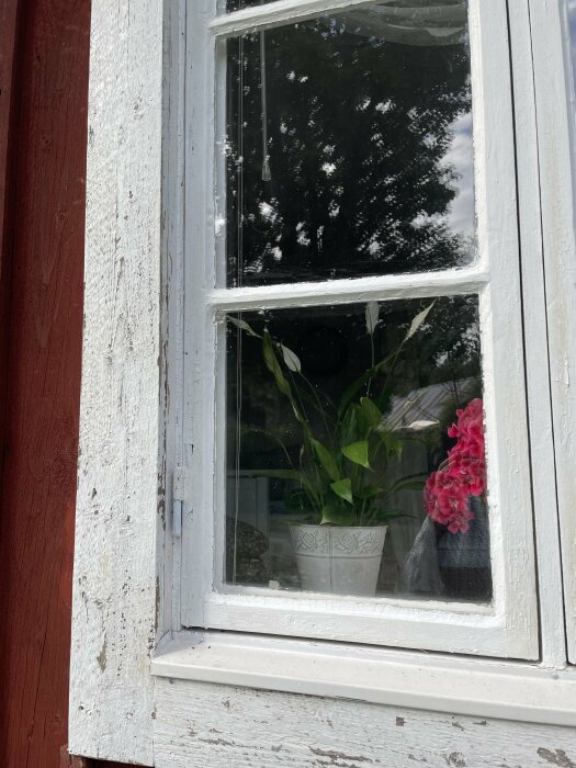 Närbild av ett fönster med vitt foder och spruckna färgflagor. Torpets fasad är målad med röd färg och inuti fönstret syns en vit kruka med gröna växter och rosa blommor.