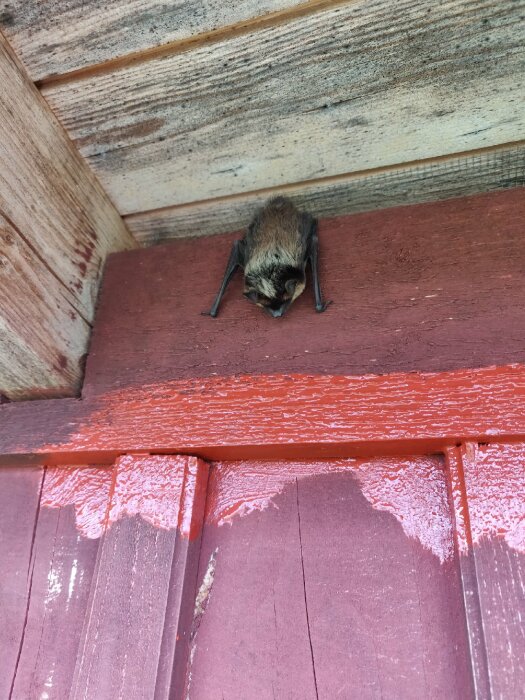 En fladdermus hänger upp och ned i taket på ett trähus, med röd färg målad på väggpanelen nedanför.