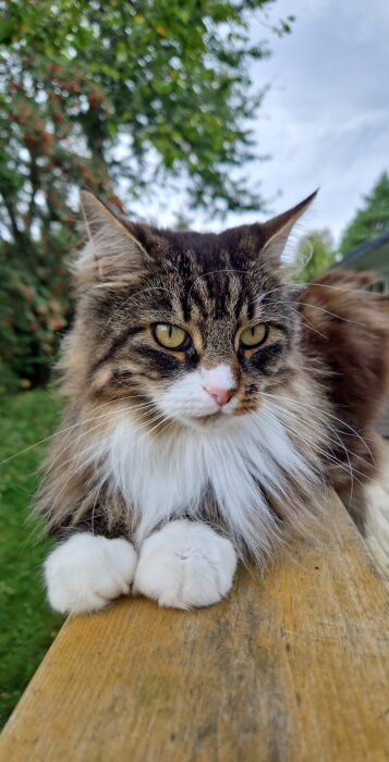 Fluffig katt med vit och brun päls liggande på ett trästaket, med grönskande träd i bakgrunden.