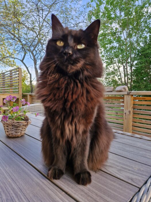 En svart och brun pälsig katt sitter på ett trädäck utomhus med gröna träd och en blomkorg i bakgrunden.