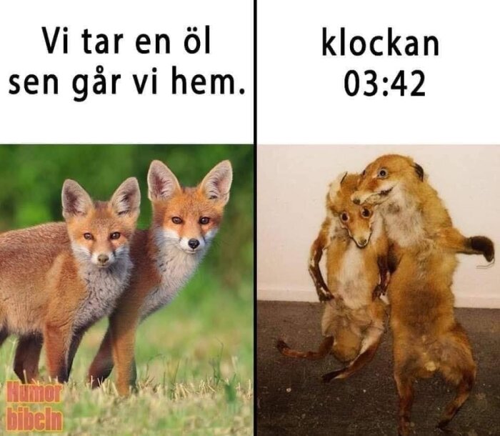 Två bilder av rävar bredvid varandra med texten "Vi tar en öl sen går vi hem" över vänstra bilden och "klockan 03:42" över högra.