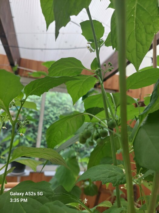 Chiliplantor med gröna chilifrukter och blad växer inomhus under ett genomskinligt tak.