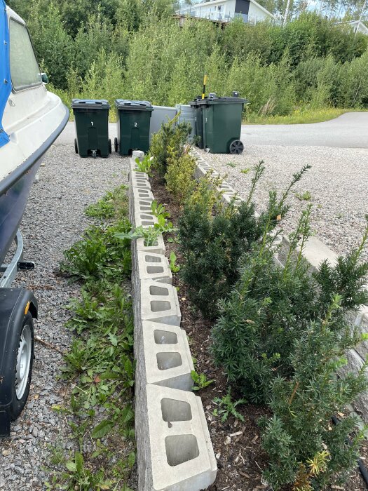 Planterade idegranbuskar längs en mur; vissa är frodiga medan andra är gulnade och svaga. Stödmuren är byggd av betongblock med hålrum.