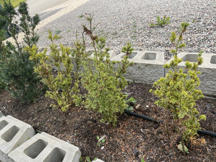 Flera idegranplantor, några med gula barr och dålig tillväxt, planterade längs en stödmur med droppbevattning.