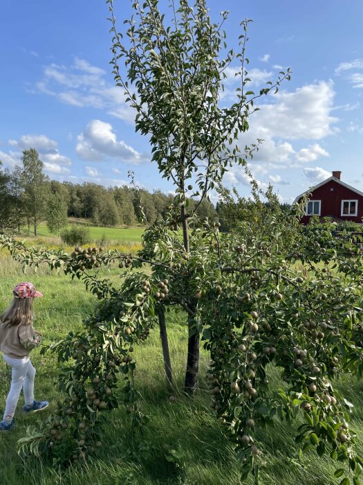 Ett päronträd med en bidande topp och tunga grenar fulla av frukt. I förgrunden finns ett barn med en rutig keps som står nära trädet.