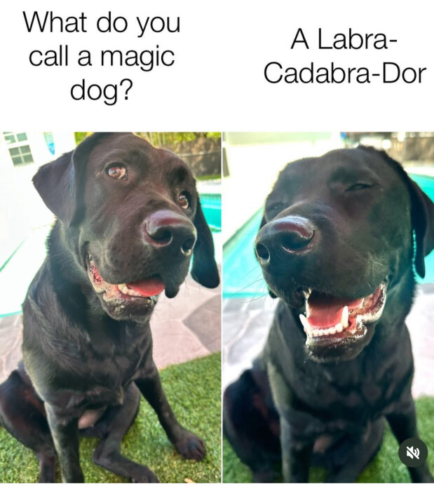 Två bilder av en svart labrador tillsammans med skämttest: "What do you call a magic dog? A Labra-Cadabra-Dor." Hunden är nära en pool och ser glad ut.