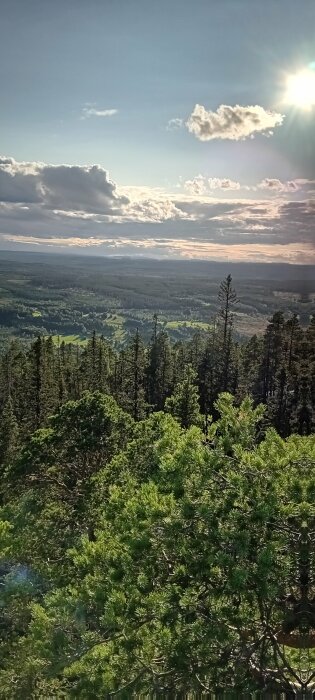 En vy över en skog täckt av höga träd med en solnedgång i bakgrunden och ett öppet landskap med moln ovanför.