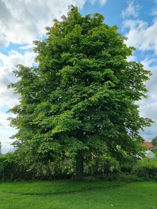 Stort träd med tät lövverk i en trädgård, bakom trädet finns en häck som skymmer botten av trädet. Grönt gräs och blå himmel med moln i bakgrunden.