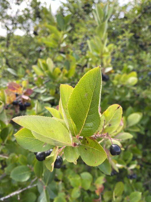 Grönskande bärbuske med gröna blad och svarta bär fotograferad i en trädgård.