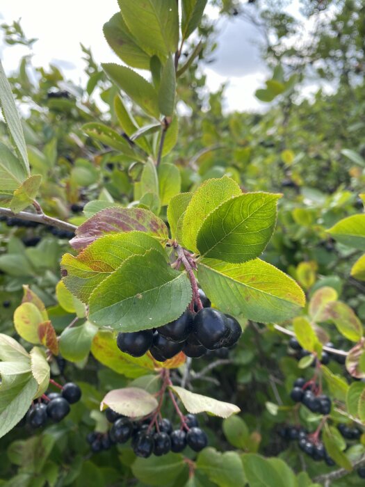 En närbild av en bärbuske med gröna blad och klasar av små, mörkfärgade bär.