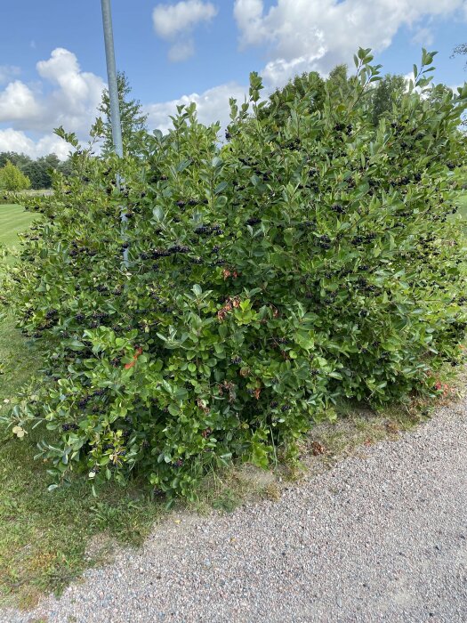 En tät bärbuske full av mogna svarta bär, fotograferad vid sidan av en grusgång med gröna träd och blå himmel som bakgrund.