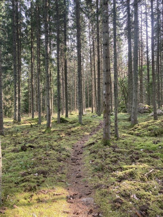 Stig genom en tät skog med höga träd och grön mark täckt av mossa och barr.