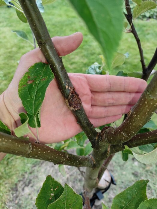 Hand som håller i en gren med skadad bark på ett äppelträd, eventuellt drabbat av fruktträdkräfta.