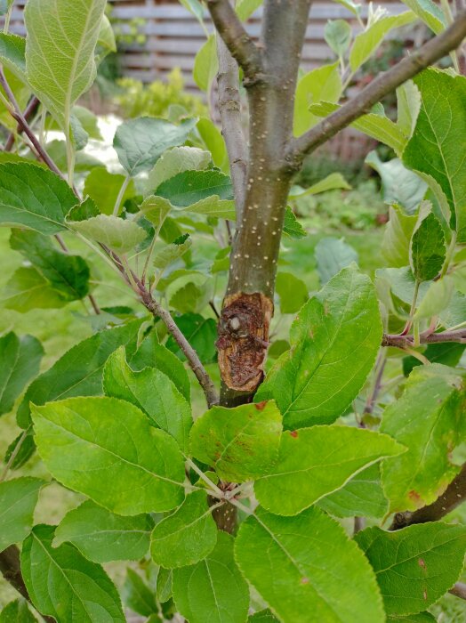 Närbild på en skada på stammen av ett äppelträd, möjligen orsakad av fruktträdkräfta. Gröna blad syns runt om trädet i bakgrunden.