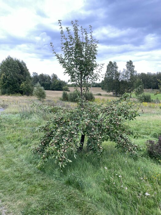 Päronträd med frukt på de nedre grenarna, stående i en grön landsbygdsmiljö med molnig himmel i bakgrunden.