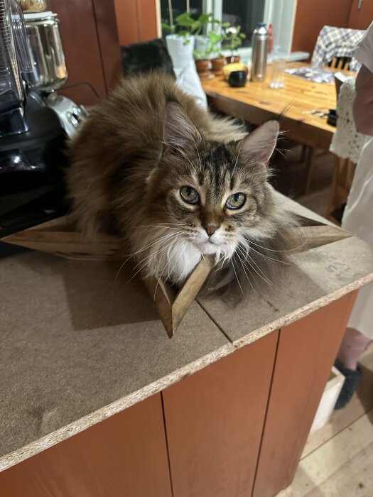 Plyschig katt sitter på en stjärnformad trälåda på en köksbänk med blandade föremål i bakgrunden.