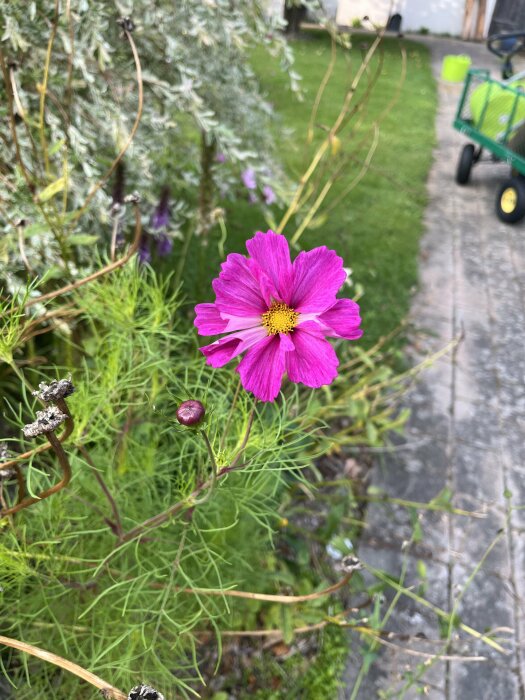 Rosa blomma i trädgård omgiven av gröna blad, med en trädgårdsvagn i bakgrunden.