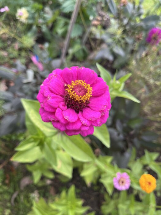 Närbild på en rosa blomma med gula ståndare i en trädgård. Andra färgglada blommor är oskarpt synliga i bakgrunden.