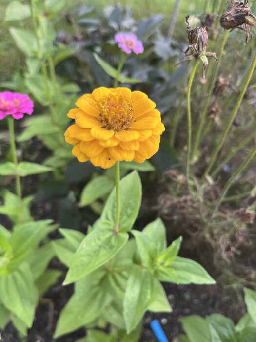 Gul blomma omgiven av gröna blad och andra färgglada blommor i en trädgård.