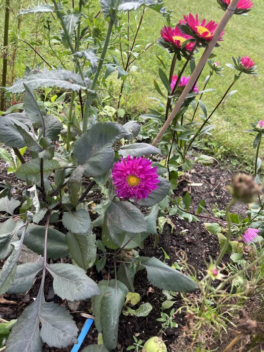 Rosa blommor i en trädgård, omgivna av grönska och växter. Blommorna har gula centrum och står ut mot den gröna bakgrunden.