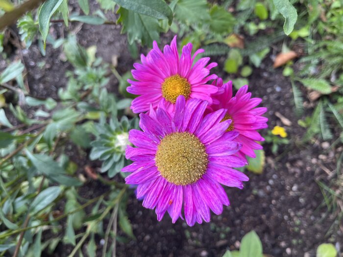 Tre violetta blommor med gula center i en trädgård med gröna blad och jordig bakgrund.