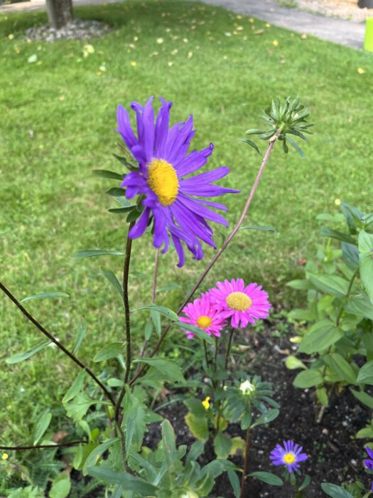 Lila och rosa blommor med gula centrum i en grön trädgård.